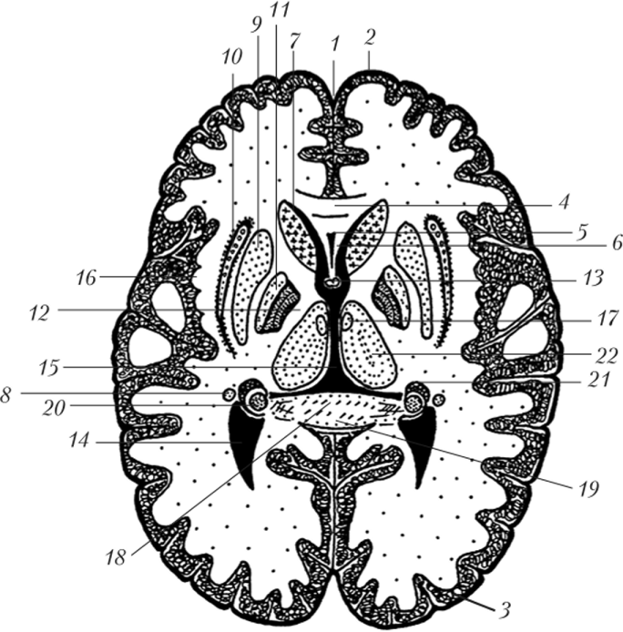 Базальные ядра головного мозга анатомия схема