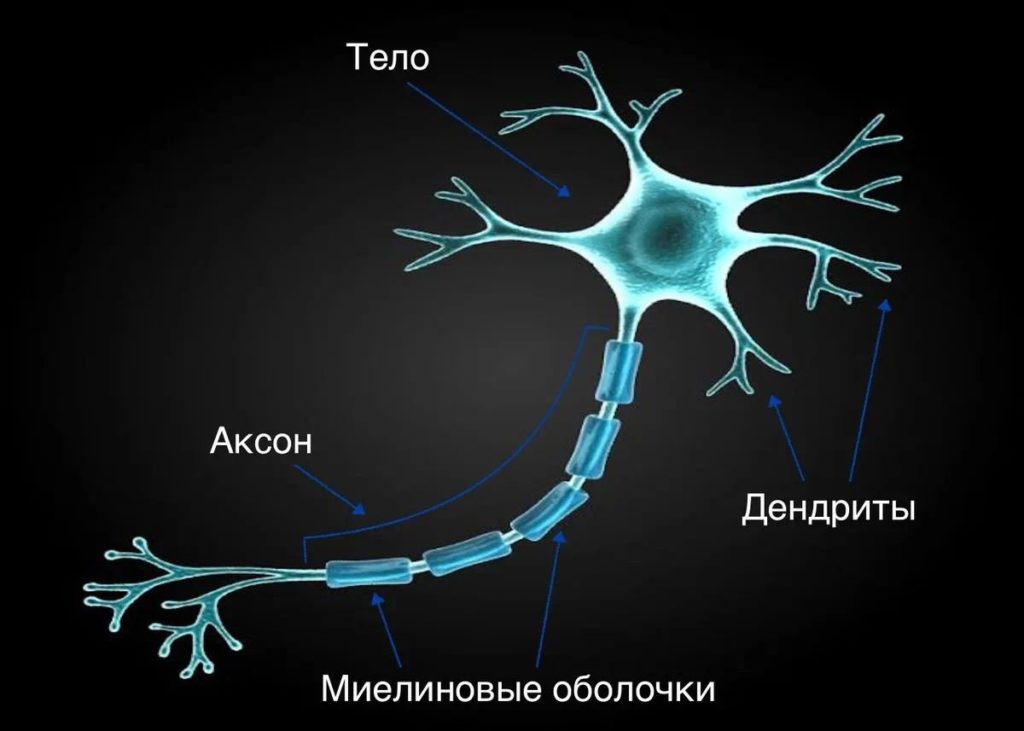 На рисунке цифрой 3 обозначен аксон дендрит нейрон синапс